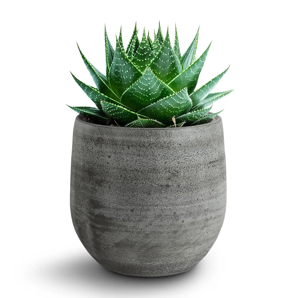 Esra Plant Pot - Mystic Grey 6 Esra Plant Pot - Mystic Grey - Image 4