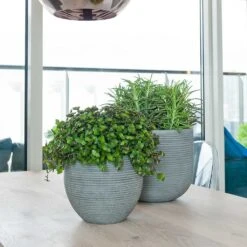 Abby Ball Plant Pot - Ridged Dark Grey -HousePlants Shop Abby Plant Pot Dark Grey Peperomia Houseplant