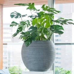 HousePlants Shop -HousePlants Shop Abby Plant Pot Ridged Dark Grey Swiss Cheese Houseplant