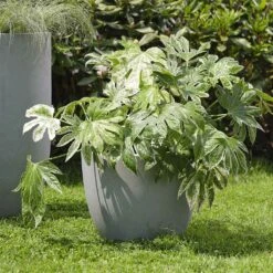 HousePlants Shop -HousePlants Shop Ace Planters Set of 3 Grey Lifestyle 001 347b2b32 9434 48db 9305 0444a5a4b826