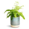 Adiantum Fragrans - Delta Maidenhair Fern -HousePlants Shop Adiantum Fragrans Delta Maidenhair Fern 13x30cm Copenhagen Plant Pot Aqua 15.5x16cm 0f36e61d dddf 4ccd a871 0cab4e6ffec6