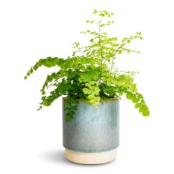 HousePlants Shop 11 Adiantum Fragrans - Delta Maidenhair Fern