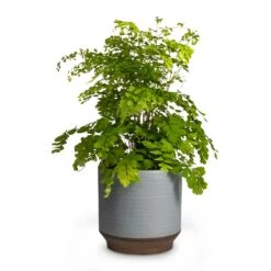 Adiantum Fragrans - Delta Maidenhair Fern -HousePlants Shop Adiantum Fragrans Delta Maidenhair Fern 13x30cm Pot Suze Blue 15x14cm