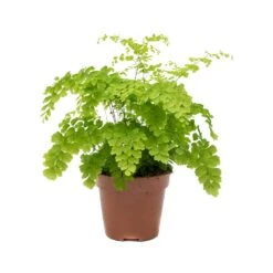 Adiantum Fragrans - Delta Maidenhair Fern -HousePlants Shop Adiantum Fragrans Delta Maidenhair Fern