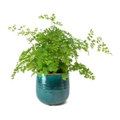 Adiantum Fragrans - Delta Maidenhair Fern -HousePlants Shop Adiantum Fragrans Delta Maidenhair Fern Iris Turquoise Plant Pot