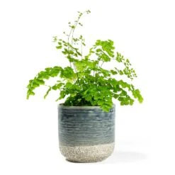 Adiantum Fragrans - Delta Maidenhair Fern -HousePlants Shop Adiantum Fragrans Delta Maidenhair Fern Issa Plant Pot Light Blue