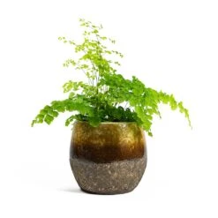 Adiantum Fragrans - Delta Maidenhair Fern -HousePlants Shop Adiantum Fragrans Delta Maidenhair Fern Lindy Plant Pot Ochre 5d518b23 6beb 426b 86b6 0043681e56a8