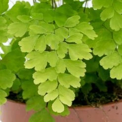 HousePlants Shop -HousePlants Shop Adiantum Fragrans Delta Maidenhair Fern leaves
