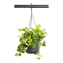 HousePlants Shop -HousePlants Shop Aeschynanthus Pink Polka Lipstick Plant 15cm