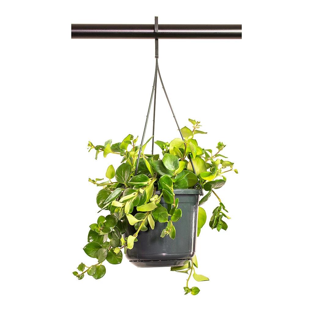 Aeschynanthus Pink Polka - Lipstick Plant 4 Aeschynanthus Pink Polka - Lipstick Plant - Image 2