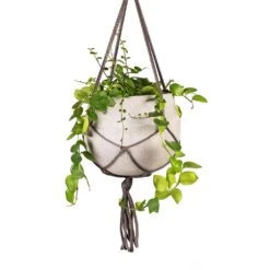 Aeschynanthus Pink Polka - Lipstick Plant 12 Aeschynanthus Pink Polka - Lipstick Plant -HousePlants Shop Aeschynanthus Pink Polka Lipstick Plant 15x50cm Hans Hanging Plant Pot Light Grey 22x19cm Close