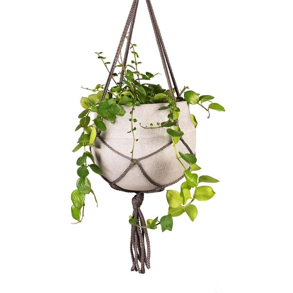 Aeschynanthus Pink Polka - Lipstick Plant 7 Aeschynanthus Pink Polka - Lipstick Plant - Image 5