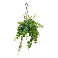 Aeschynanthus Pink Polka - Lipstick Plant 11 Aeschynanthus Pink Polka - Lipstick Plant -HousePlants Shop Aeschynanthus Pink Polka Lipstick Plant