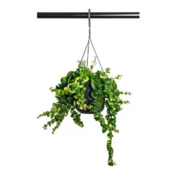 Aeschynanthus Rasta - Lipstick Plant -HousePlants Shop Aeschynanthus Rasta Lipstick Plant 15cm