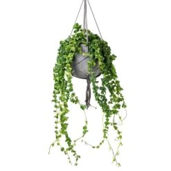 Aeschynanthus Rasta - Lipstick Plant -HousePlants Shop Aeschynanthus Rasta Lipstick Plant 15x40cm Hans Hanging Plant Pot Laterite Grey 22x19cm