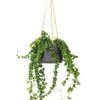 Aeschynanthus Rasta - Lipstick Plant -HousePlants Shop Aeschynanthus Rasta Lipstick Plant 15x40cm Patt Hanging Plant Pot Black Washed 20x17cm