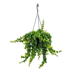 Aeschynanthus Rasta - Lipstick Plant -HousePlants Shop Aeschynanthus Rasta Lipstick Plant