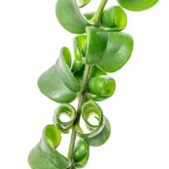 Aeschynanthus Rasta - Lipstick Plant -HousePlants Shop Aeschynanthus Rasta Lipstick Plant SWATCH 2