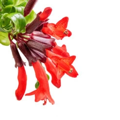 HousePlants Shop -HousePlants Shop Aeschynanthus Rasta Lipstick Plant SWATCH