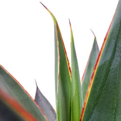 Agave Shaka Zulu -HousePlants Shop Agave Shaka Zulu 15x25cm 2