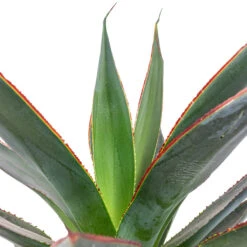 HousePlants Shop -HousePlants Shop Agave Shaka Zulu 15x25cm