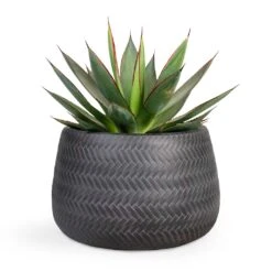 Agave Shaka Zulu -HousePlants Shop Agave Shaka Zulu 15x25cm Angle Darcy Plant Pot Anthracite 24x16cm 127ac9dd 3d6f 4c51 a227 021b24db930a