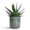 Agave Shaka Zulu -HousePlants Shop Agave Shaka Zulu 15x25cm Remmi Glaze Plant Pot Green 16x16cm 3eb7ebe8 f1df 4159 aa93 238dd066805c