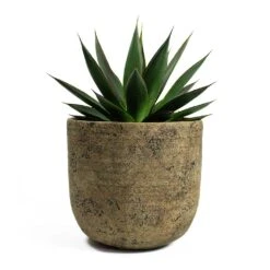 Agave Shaka Zulu -HousePlants Shop Agave Shaka Zulu Dian Plant Pot Camel
