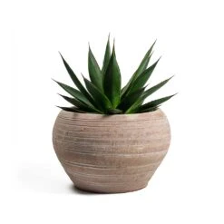 Agave Shaka Zulu -HousePlants Shop Agave Shaka Zulu Ina Plant Pot Terracotta