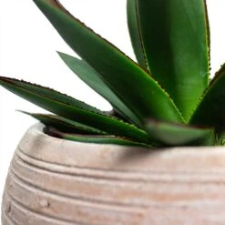 Agave Shaka Zulu -HousePlants Shop Agave Shaka Zulu Ina Plant Pot Terracotta Close Up