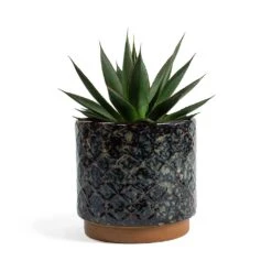 Agave Shaka Zulu -HousePlants Shop Agave Shaka Zulu Mees Plant Pot Vintage Black
