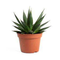 Agave Shaka Zulu -HousePlants Shop Agave Shaka Zulu 337c8064 5f50 4416 b377 d0268833ee72