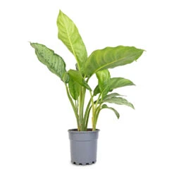 Aglaonema B.J. Freedman - Chinese Evergreen 18 Aglaonema B.J. Freedman - Chinese Evergreen -HousePlants Shop Aglaonema B.J. Freedman Chinese Evergreen 17x70cm