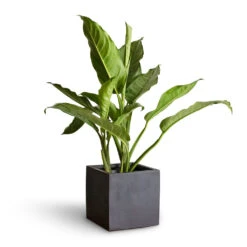 Aglaonema B.J. Freedman - Chinese Evergreen 21 Aglaonema B.J. Freedman - Chinese Evergreen -HousePlants Shop Aglaonema B.J. Freedman Chinese Evergreen 17x70cm Fleur Natural Planter Black 20x20x20cm 3 fbbff832 6812 4cc3 9002 a16b6786827c