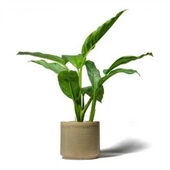 Aglaonema B.J. Freedman - Chinese Evergreen 27 Aglaonema B.J. Freedman - Chinese Evergreen -HousePlants Shop Aglaonema B.J. Freedman Chinese Evergreen 17x70cm Jordy Plant Pot Pebble 20x18cm