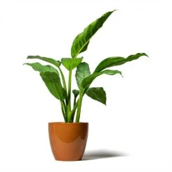Aglaonema B.J. Freedman - Chinese Evergreen 26 Aglaonema B.J. Freedman - Chinese Evergreen -HousePlants Shop Aglaonema B.J. Freedman Chinese Evergreen 17x70cm Sven Plant Pot Mandarin 20x19cm