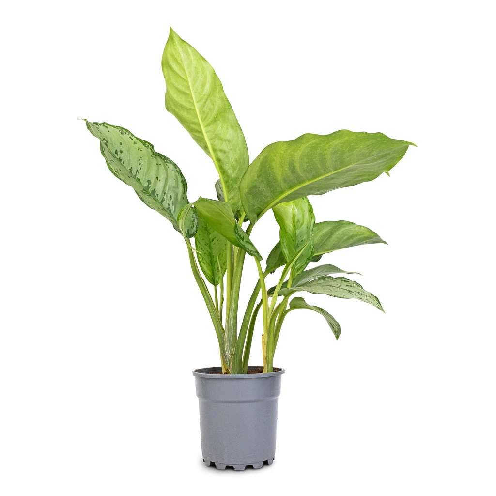 Aglaonema B.J. Freedman - Chinese Evergreen 5 Aglaonema B.J. Freedman - Chinese Evergreen - Image 3