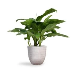 Aglaonema B.J. Freedman - Chinese Evergreen 23 Aglaonema B.J. Freedman - Chinese Evergreen -HousePlants Shop Aglaonema B.J. Freedman Chinese Evergreen 24x80cm Angle Couple Plant Pot White 30x28cm