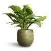 Aglaonema B.J. Freedman - Chinese Evergreen -HousePlants Shop Aglaonema B.J. Freedman Chinese Evergreen 24x80cm Lydia Plant Pot Shiny Green 36x32cm 38164912 1613 438a a77a 23a8fe7e3ddb