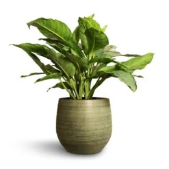 HousePlants Shop 49 Aglaonema B.J. Freedman - Chinese Evergreen