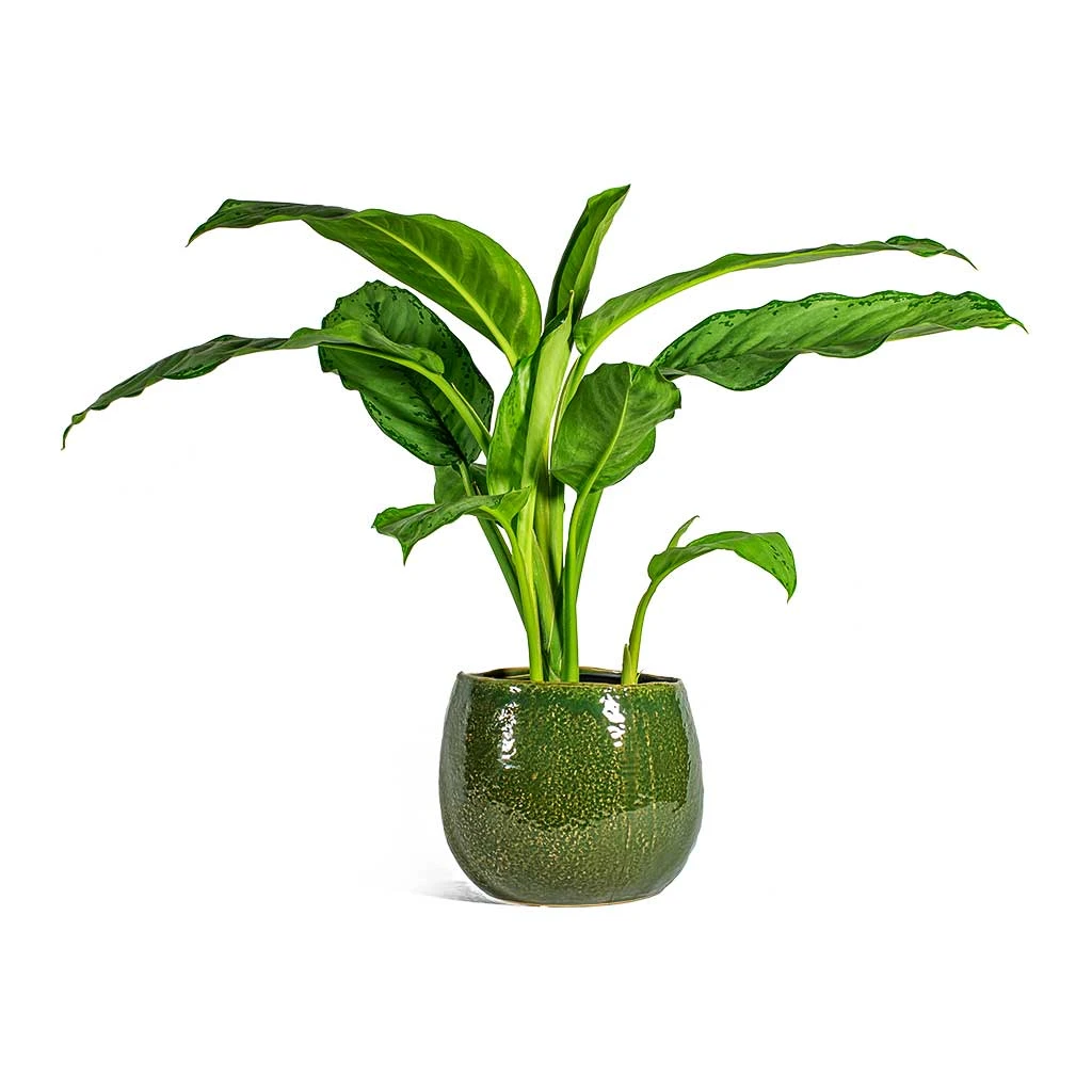 Aglaonema B.J. Freedman - Chinese Evergreen 11 Aglaonema B.J. Freedman - Chinese Evergreen - Image 9