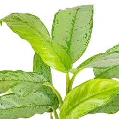 HousePlants Shop -HousePlants Shop Aglaonema B.J. Freedman Chinese Evergreen SWATCH