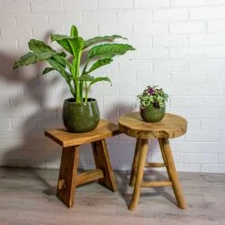 Aglaonema B.J. Freedman - Chinese Evergreen 28 Aglaonema B.J. Freedman - Chinese Evergreen -HousePlants Shop Aglaonema B.J. Freedman Chinese Evergreen Tradescantia zebrina Inch Plant mischa green plant pot 978aeab7 66d3 4e76 9063 d1fb6b96dae6