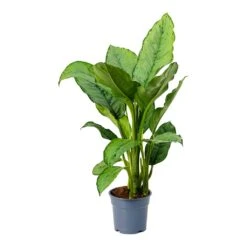 Aglaonema B.J. Freedman - Chinese Evergreen 25 Aglaonema B.J. Freedman - Chinese Evergreen -HousePlants Shop Aglaonema BJ Freedman Chinese Evergreen Small