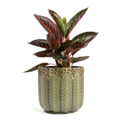 Aglaonema Chocolate - Chinese Evergreen -HousePlants Shop Aglaonema Chocolate Chinese Evergreen Cecil Plant Pot Taupe