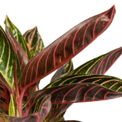 HousePlants Shop -HousePlants Shop Aglaonema Chocolate Chinese Evergreen Close Up