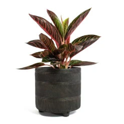 Aglaonema Chocolate - Chinese Evergreen -HousePlants Shop Aglaonema Chocolate Chinese Evergreen Nola Plant Pot Shiny Brown
