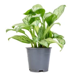 Aglaonema Christina - Chinese Evergreen -HousePlants Shop Aglaonema Christina Chinese Evergreen 14x35cm