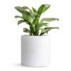 Aglaonema Christina - Chinese Evergreen -HousePlants Shop Aglaonema Christina Chinese Evergreen 14x35cm Puk Planter Matt White 20x20cm