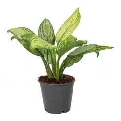 Aglaonema Christina - Chinese Evergreen -HousePlants Shop Aglaonema Christina Chinese Evergreen